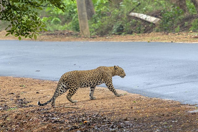 Leopard at Pune Airport Continues to Evade Capture