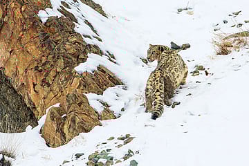 The Day of the Grey Ghost