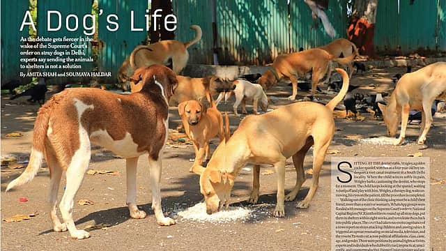 A Dog’s Life