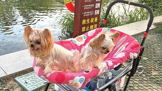 The Chinese Dogtrine